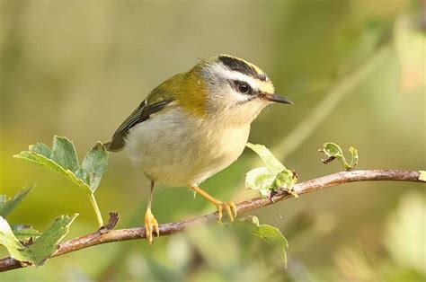 devon birds latest sightings